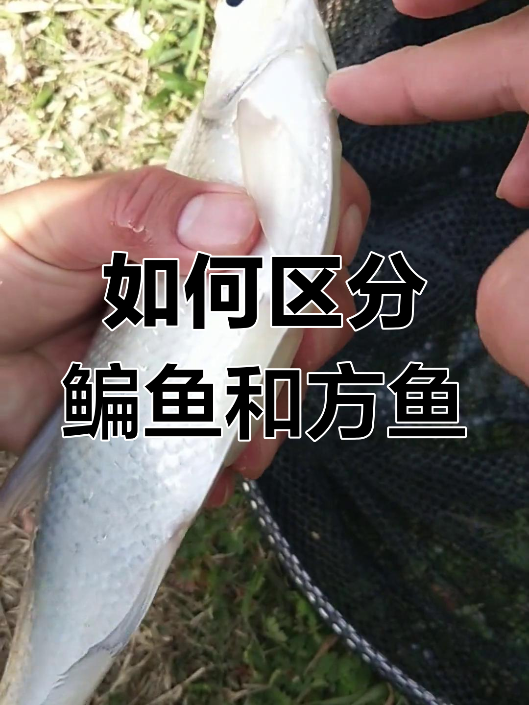 鳊鱼与方鱼的差异解析