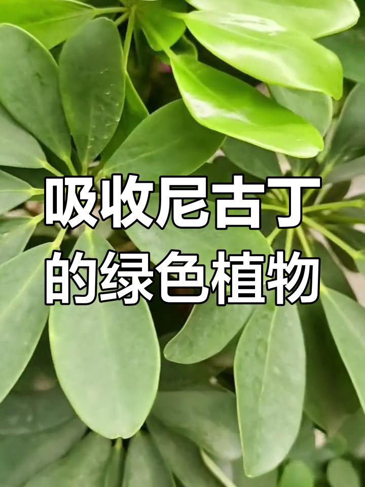 鹅掌柴:热带常绿植物,净化空气