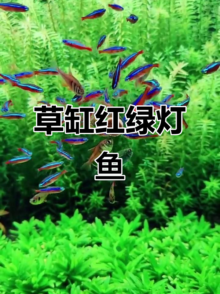 红绿灯鱼:集群游动的热带观赏之王