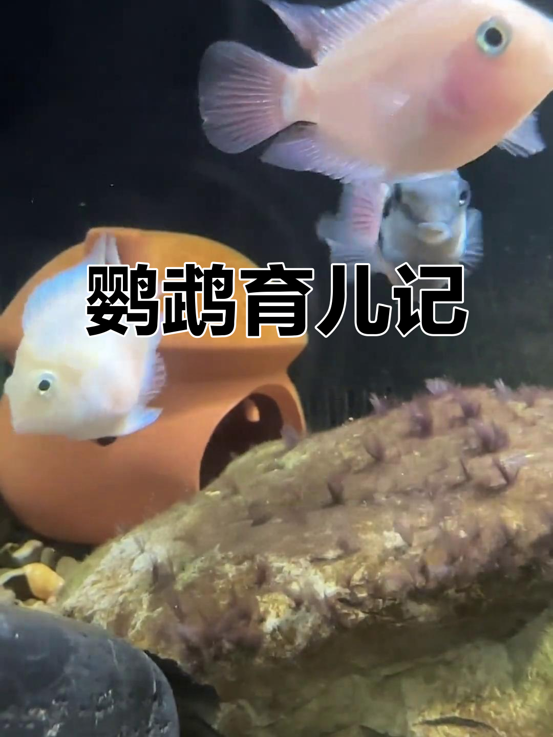 迷你鹦鹉繁衍,带娃乐趣无穷,期待满满!