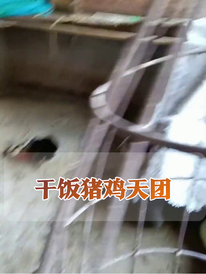 猪鸡干饭名场面:白猪拱食太投入,鸡群抢粮打团战