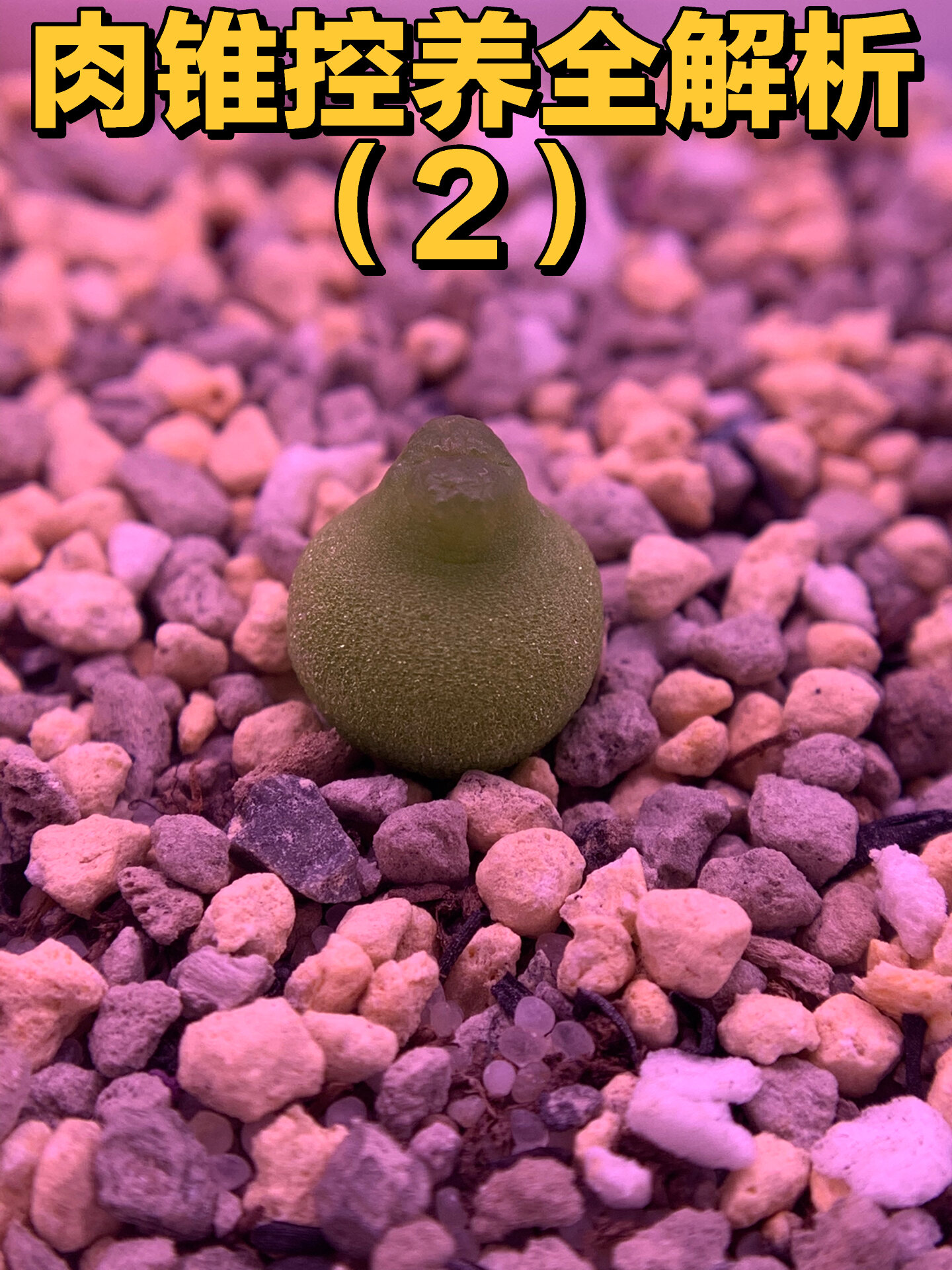 超详细,保姆级的肉锥控养教程!