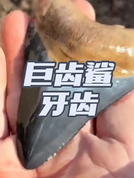 巨齿鲨牙齿化石