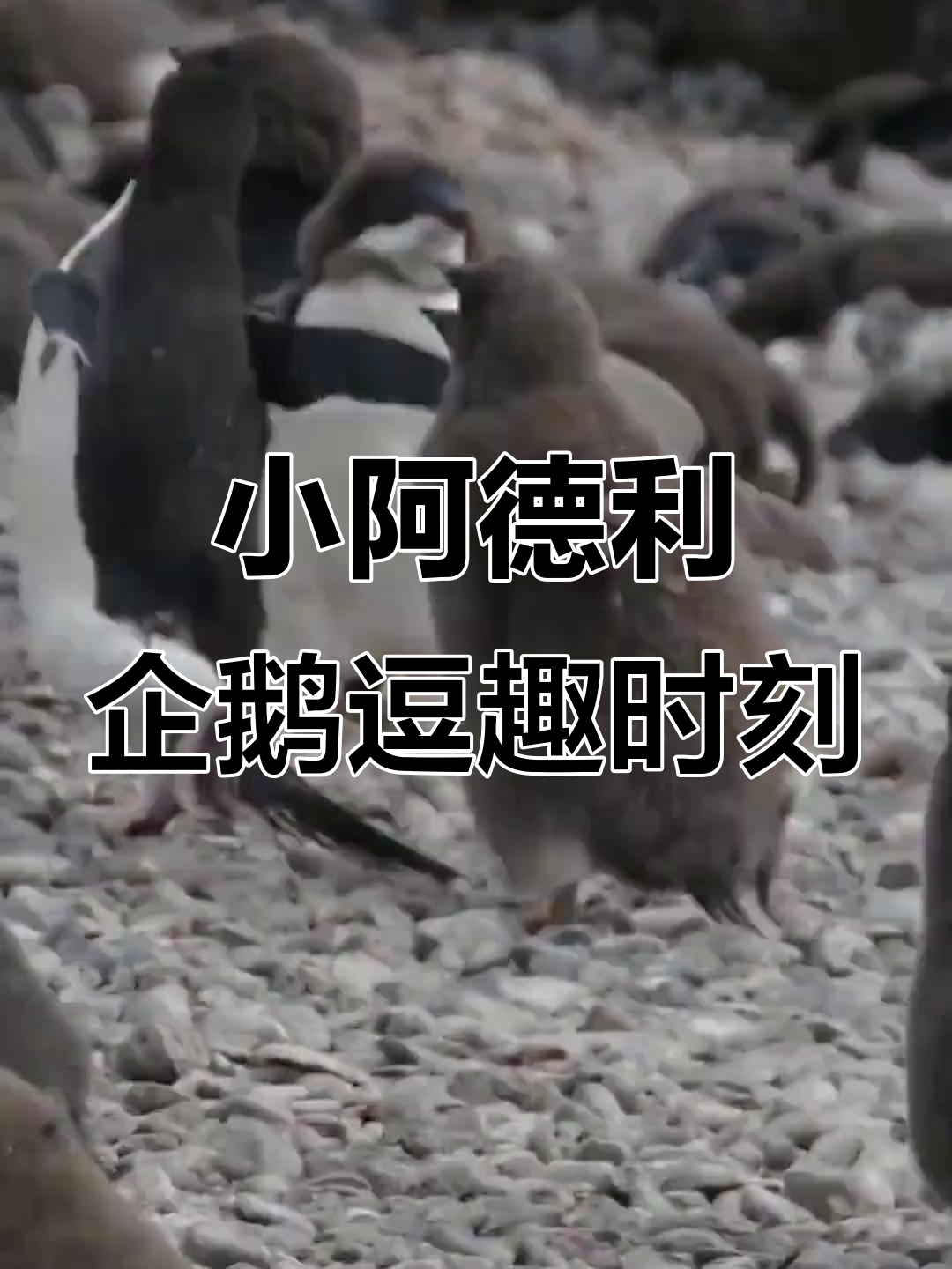 阿德利企鹅宝宝硬生生把老爹赶走,跳海逃跑笑翻全场