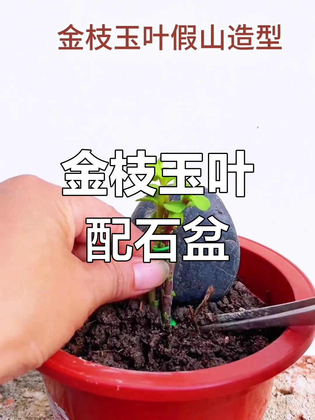 金枝玉叶与石头的完美搭配,打造独特盆景风格