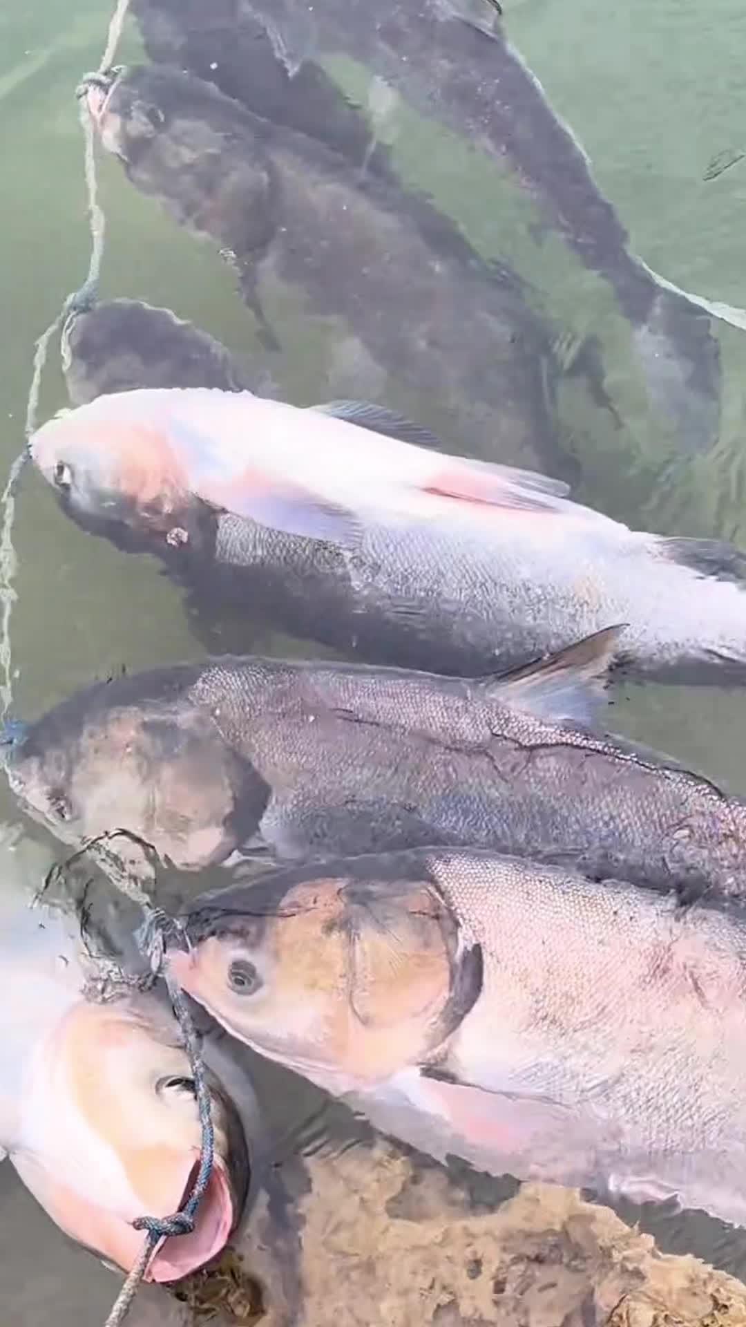 浮钓鲢鳙爆护diy钓法制作教程分享 手工diy 钓鱼 钓鱼的乐趣只有钓鱼人懂