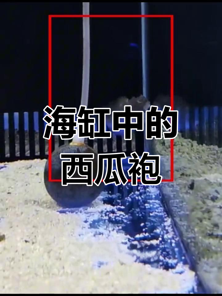 西瓜刨:丑萌又皮实的海缸小宠,吃啥都行的工具鱼