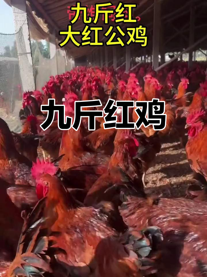 九斤红鸡,生长迅速,羽毛鲜艳,尾羽黑亮