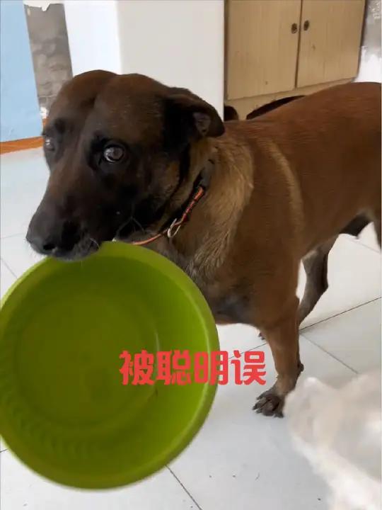 周末打猎归来!马犬嬢嬢却聪明反被聪明误