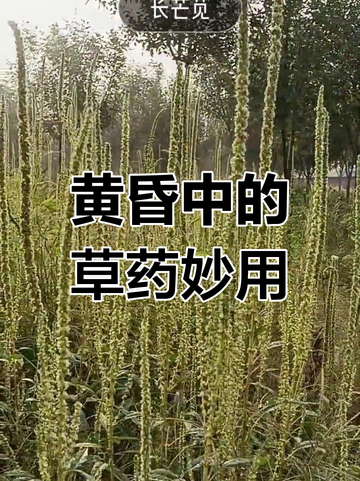 农村百草的神奇功效
