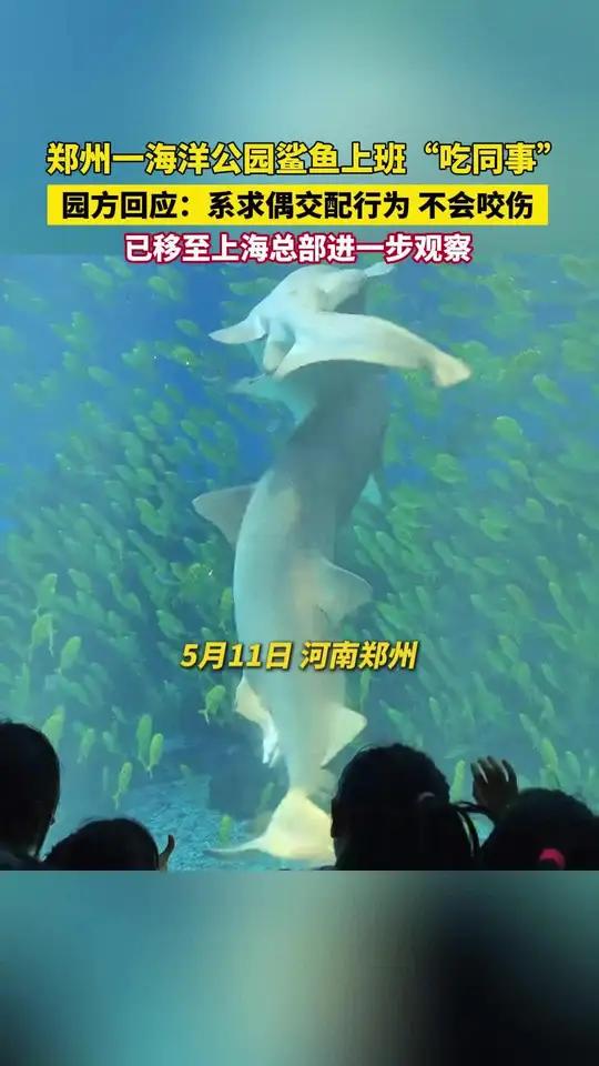 园方回应郑州一海洋公园鲨鱼上班“吃同事”,系求偶交配行为,不会咬伤,已移到上海总部进一步观