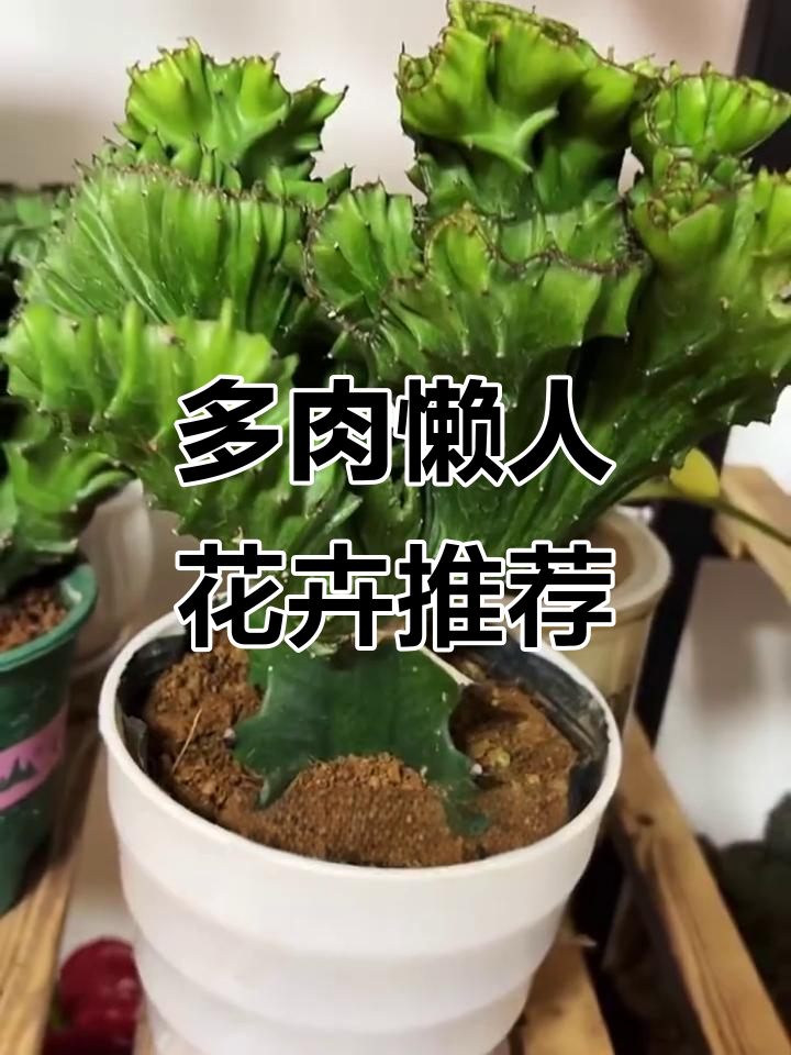 玉麒麟绿植:清新空气,防辐射又好养护