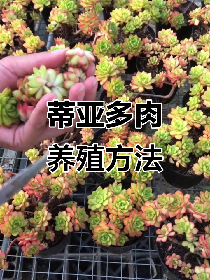 多肉植物蒂亚的繁殖与养护技巧,轻松掌握砍头叶插法
