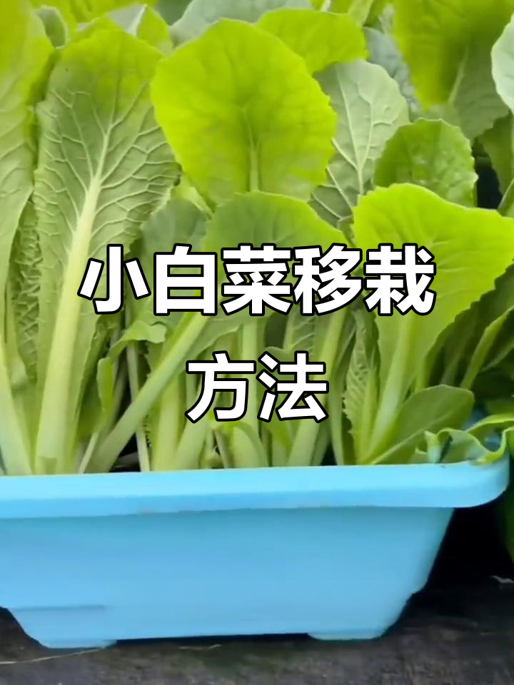 奶油小白菜移栽技巧，轻松搞定种植问题