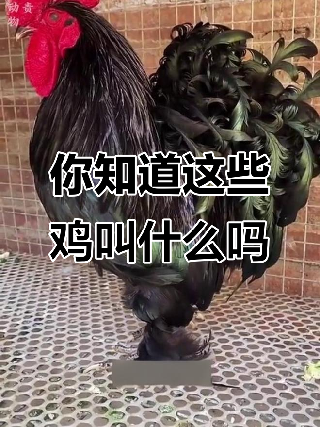 各种鸡的名字大揭秘,看看你认识几种?