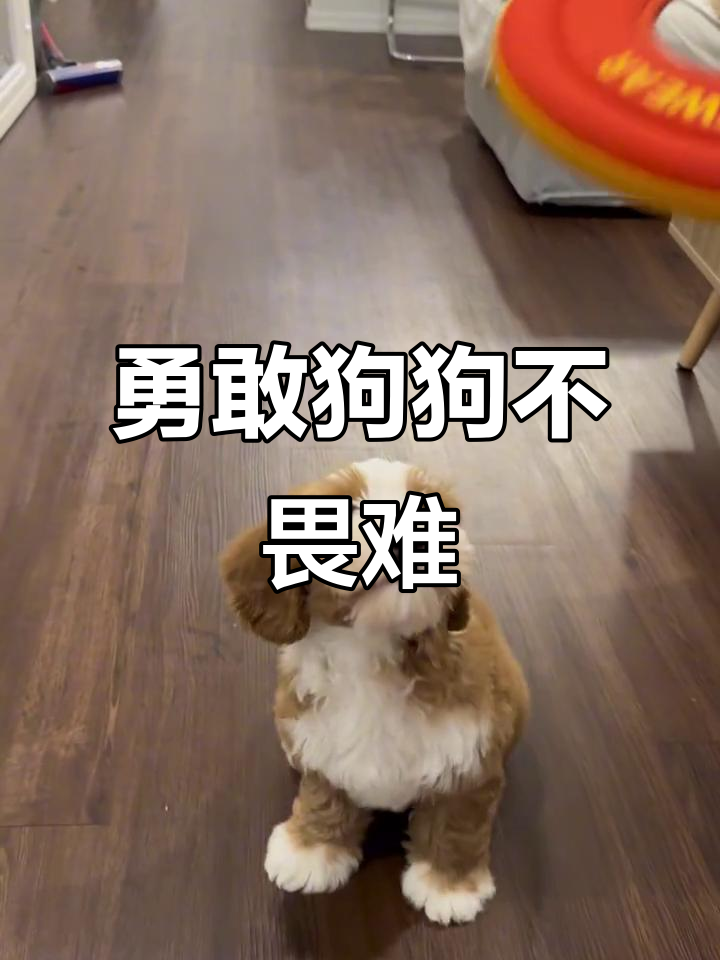 勇敢狗狗挑战困难,不怕失败!