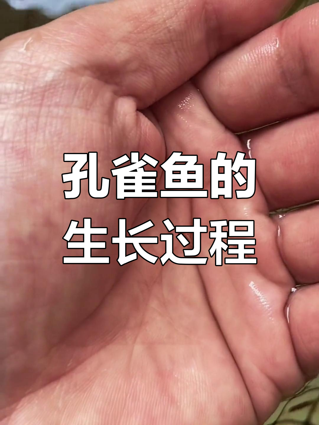 孔雀鱼成长全过程揭秘