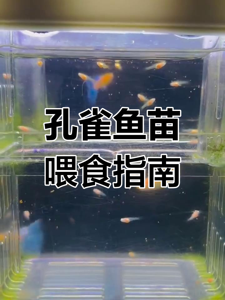 孔雀鱼苗如何喂养?首次开口选哪种食物最合适?