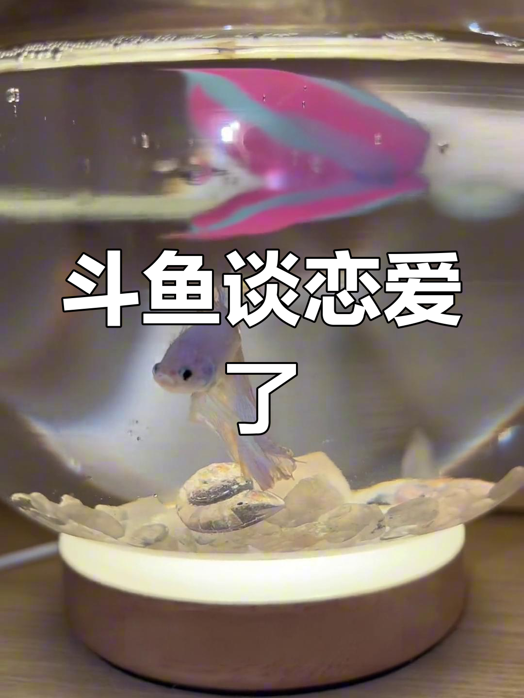 斗鱼吐泡泡,难道是恋爱信号?