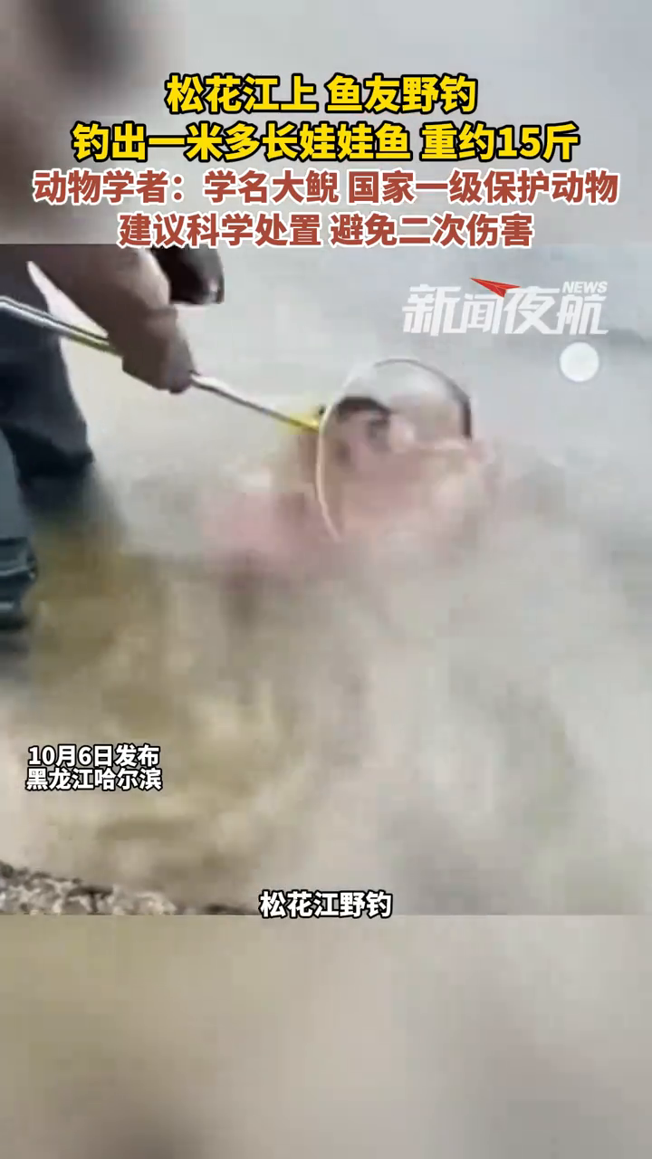 松花江上,鱼友野钓,钓出一米多长娃娃鱼,重约15斤
