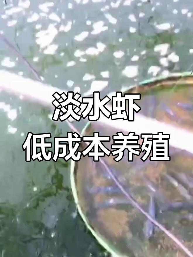 西双版纳淡水虾养殖,循环水技术降低成本至30元/斤