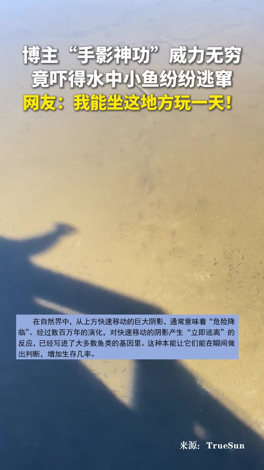 博主“手影神功”威力无穷,竟吓得水中小鱼纷纷逃窜。网友:我能坐这地方玩一天!