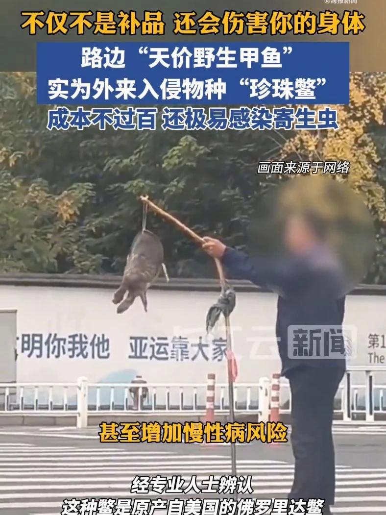 路边高价珍珠鳖可能引发内脏损伤!不少人在街头遇到建筑工人模样打板的人,声称挖到“野生甲鱼”