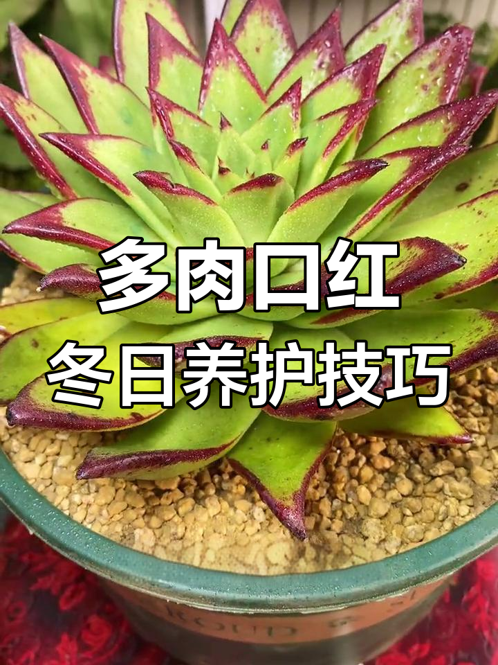 冬季多肉口红如何养出红边