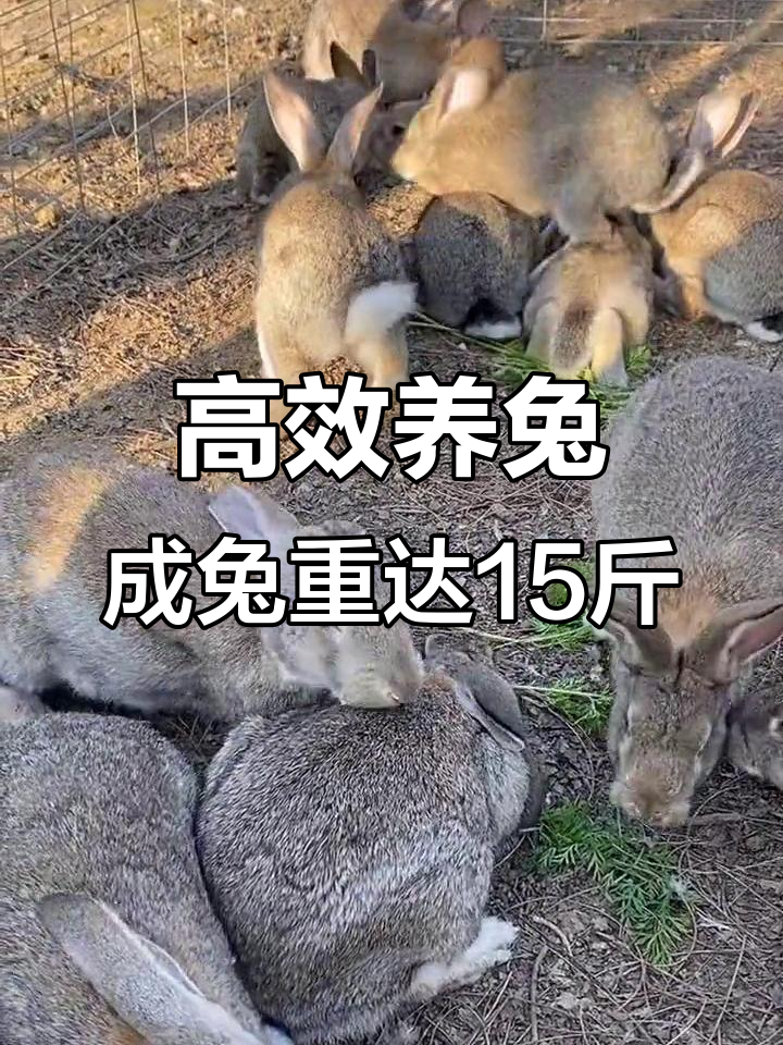 高产肉兔养殖技术,轻松饲养,成年可达15斤