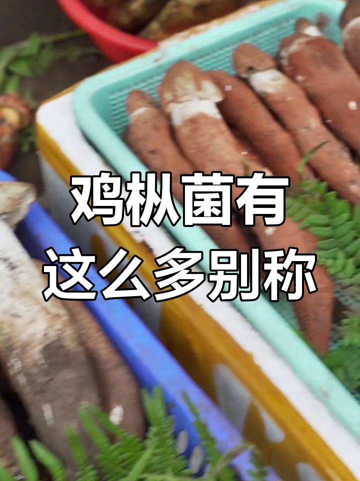 鸡枞菌的别名大揭秘,原来每个地方都叫它不同的名字!