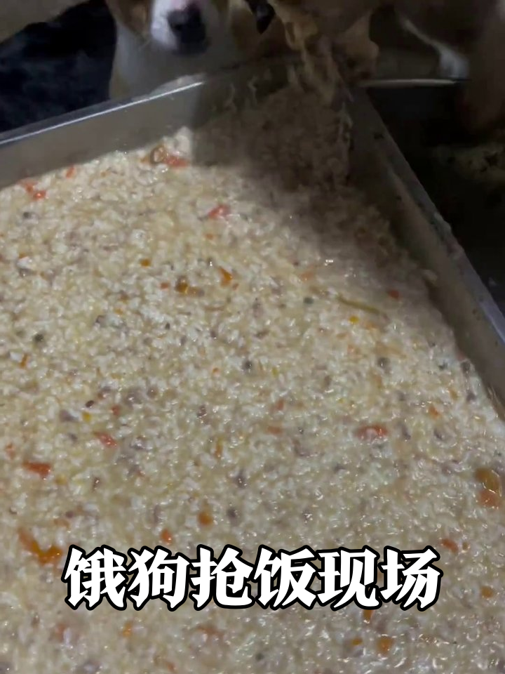 狗子们饿到围攻饭桶,大妈搅拌喂食瞬间被“洗劫”