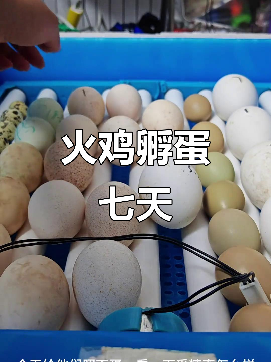 火鸡孵化第七天,受精率如何?照蛋看看发育情况