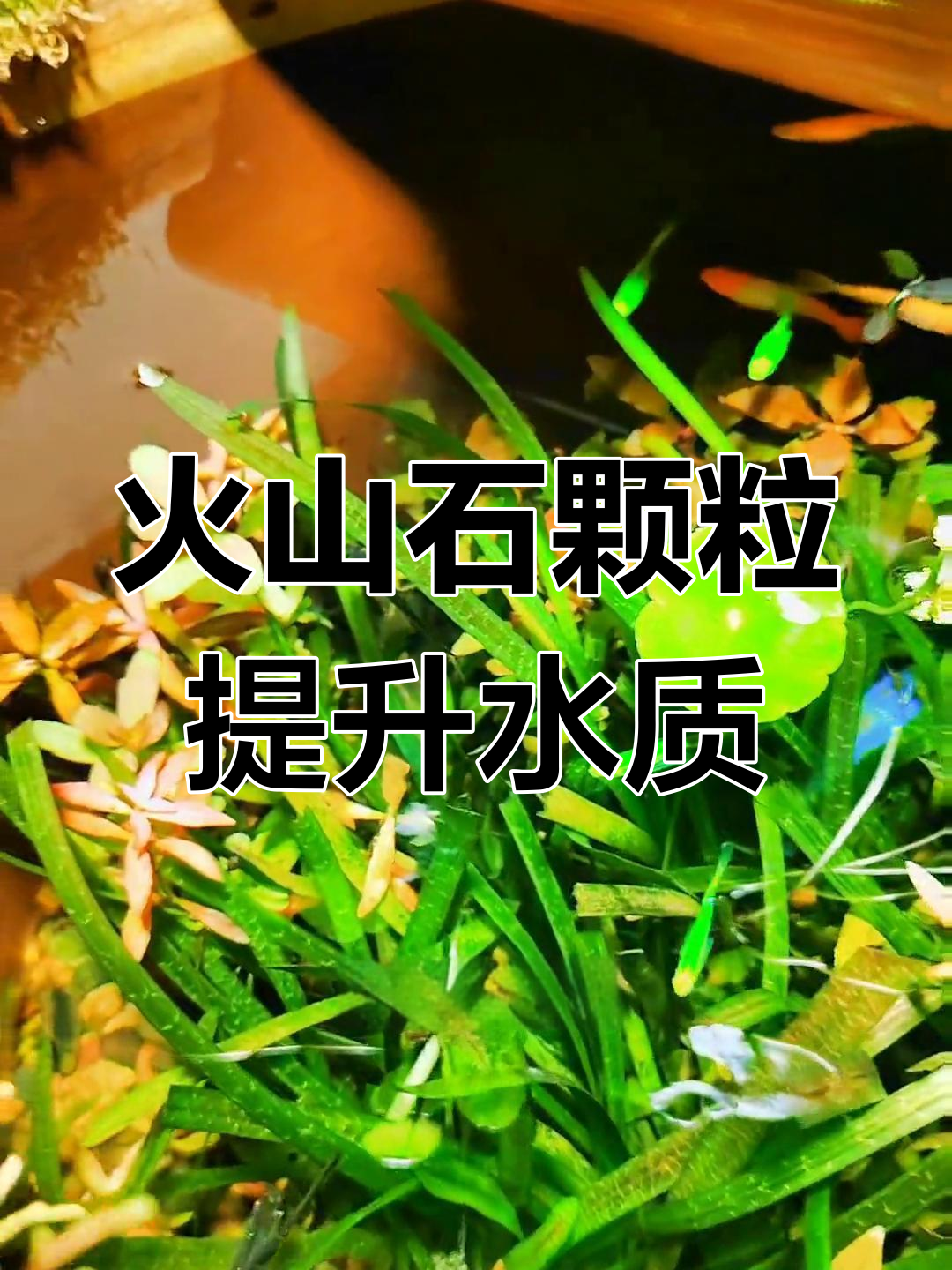 如何选择底砂避免鱼缸发臭
