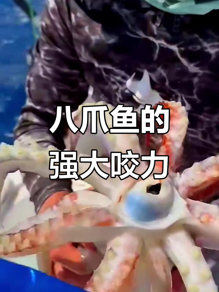 八爪鱼咬合力惊人,轻松撕开汽水罐