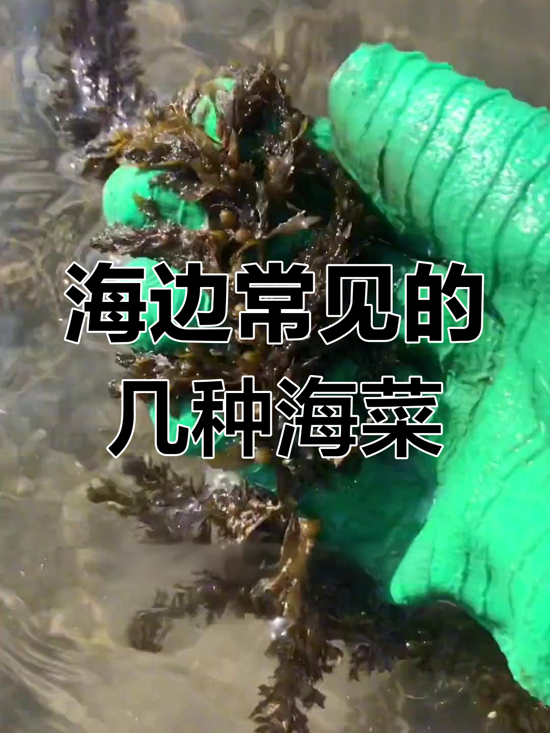 带你认识海边常见海菜,教你做美味汤