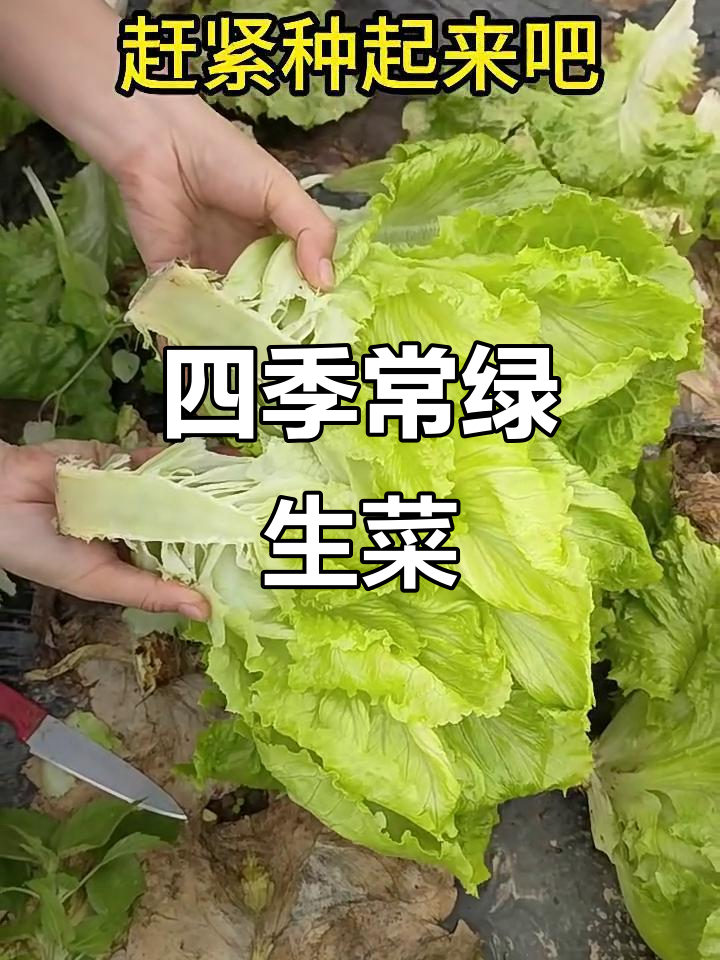 四季都能种的生菜,温度掌握好就能轻松生长