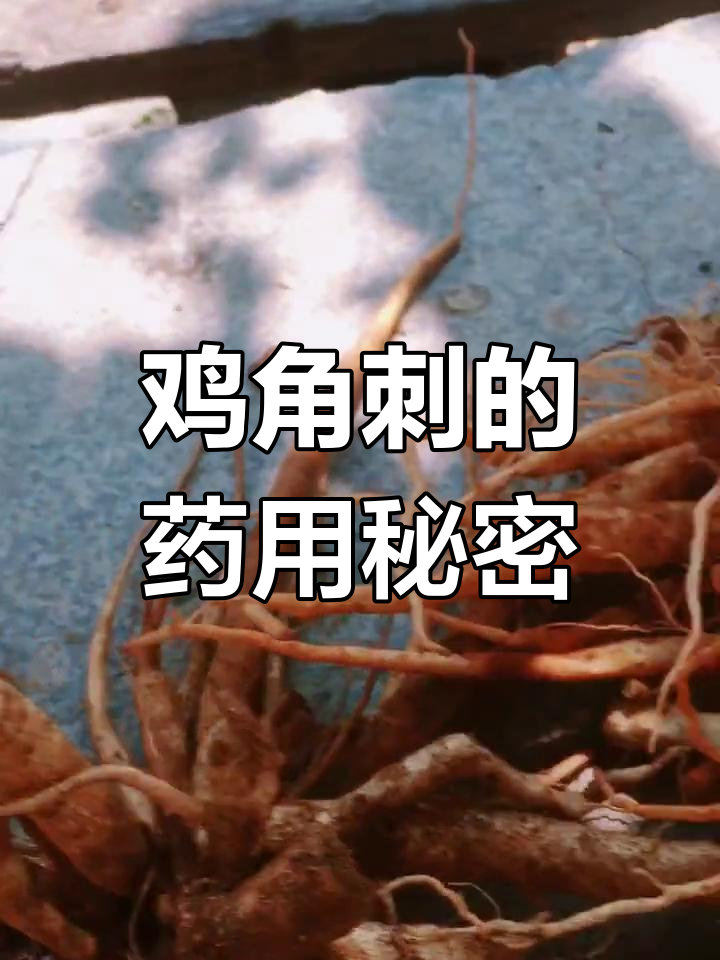 闽南的鸡角刺,紫色花美丽却有药用价值,具体功效是什么?