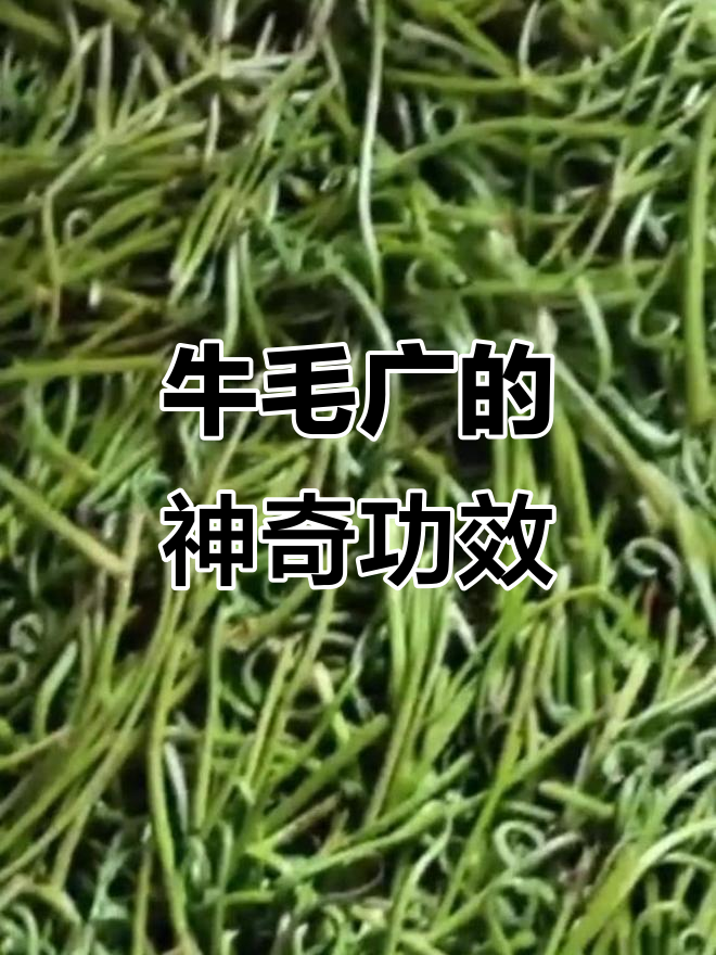 牛毛广富含营养,能安神降压、抗癌减肥,抑制病毒效果显著