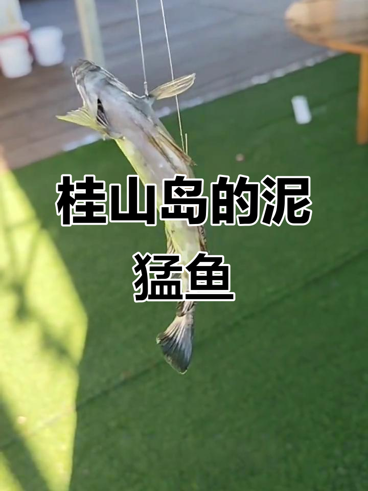 桂山岛泥猛鱼大揭秘,看看有多大!