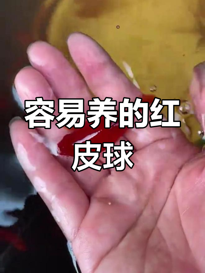 红皮球鱼:超强繁殖力,轻松饲养