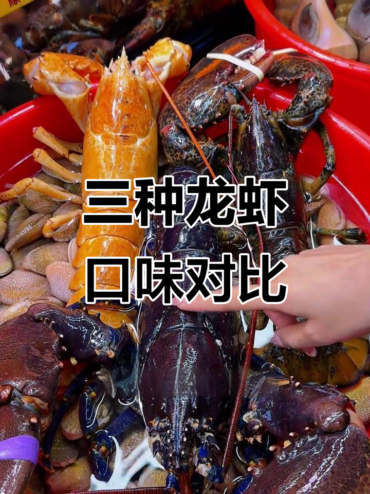 黄金波龙、蓝龙虾与波士顿龙虾大揭秘，哪种口感最鲜美？