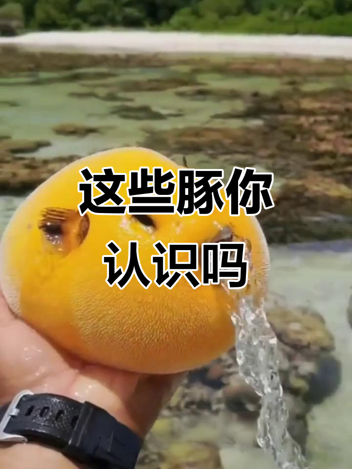 带你了解这些豚,河豚、刺豚、黄金海豚……