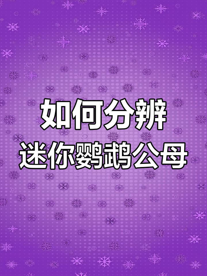 迷你鹦鹉鱼公母区分全攻略,六种方法教你轻松辨别