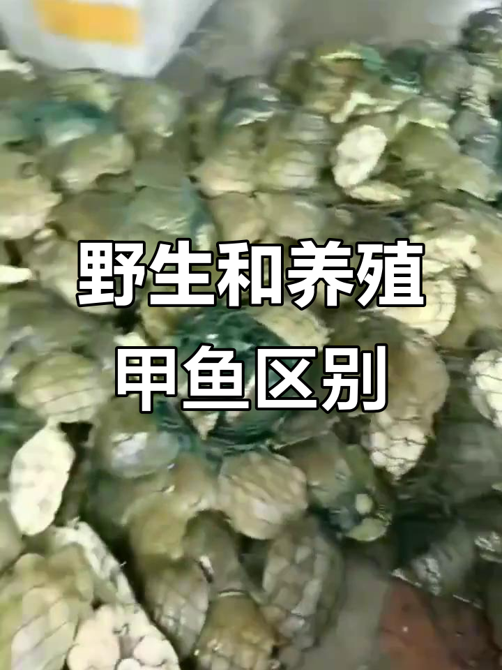 野生甲鱼与养殖甲鱼的差别,你了解吗?