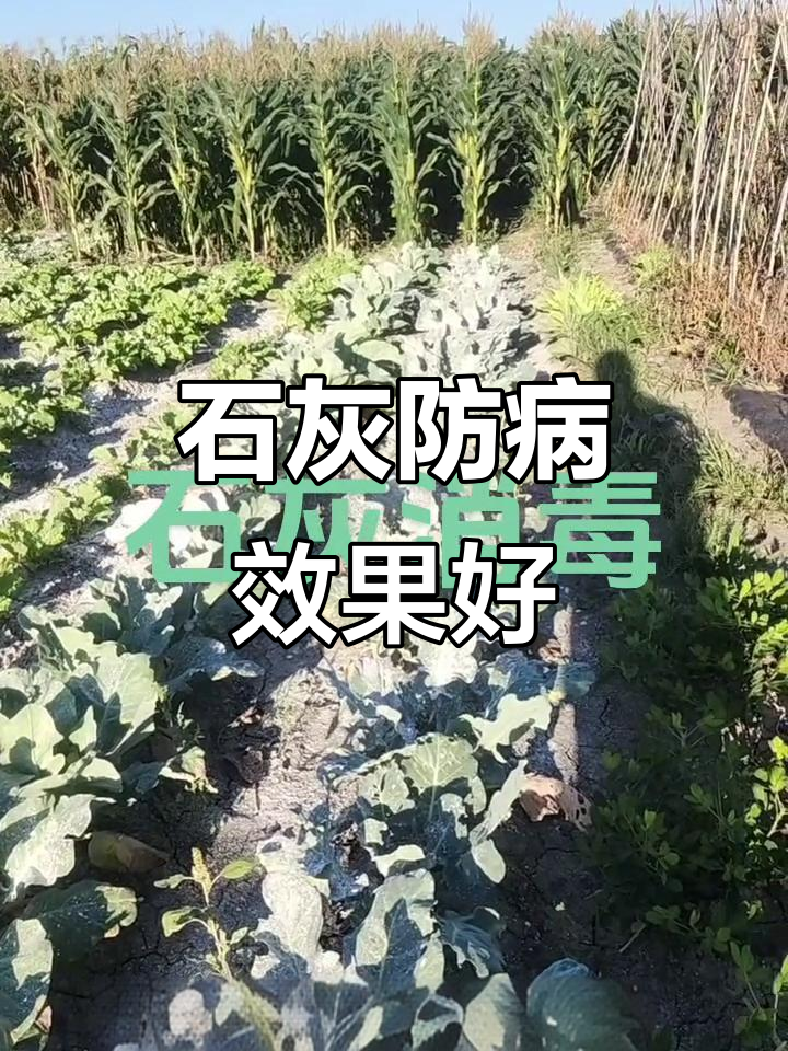 西兰花菜花病害防治,石灰叶面喷雾效果显著
