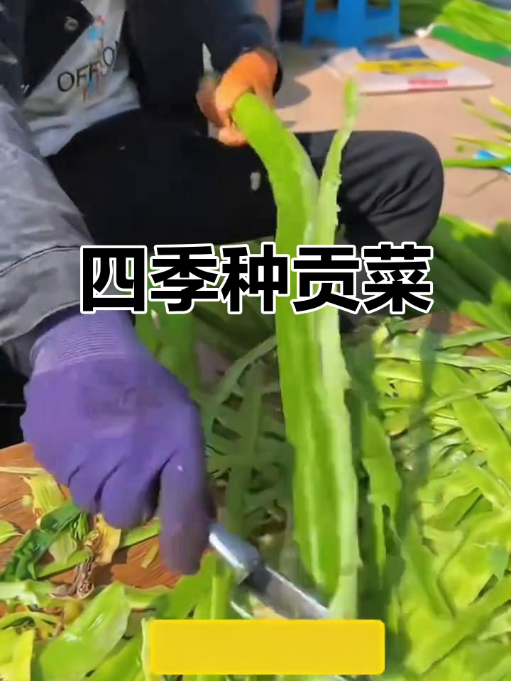 贡菜种子,四季种植,耐寒又耐热,口感脆爽