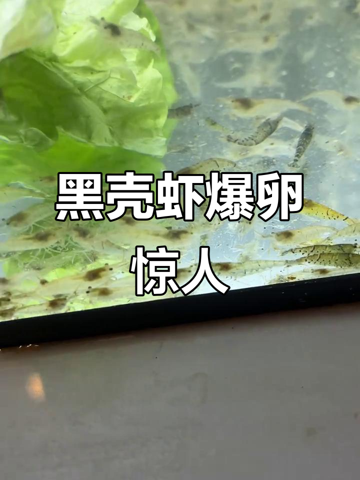 60缸养黑壳虾,竟然能繁殖这么多!