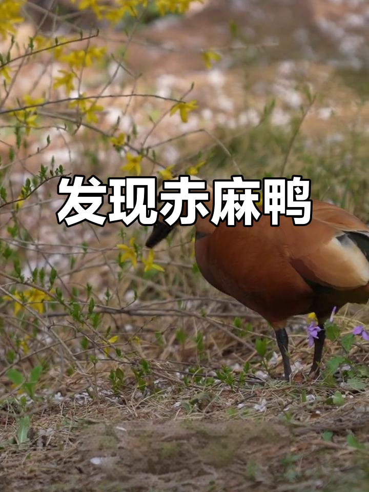 探秘赤麻鸭:济南野生动物世界的美丽水鸟