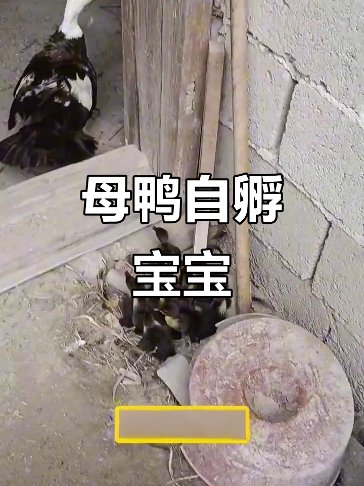 鸭妈妈自己孵蛋,主人全程无干预