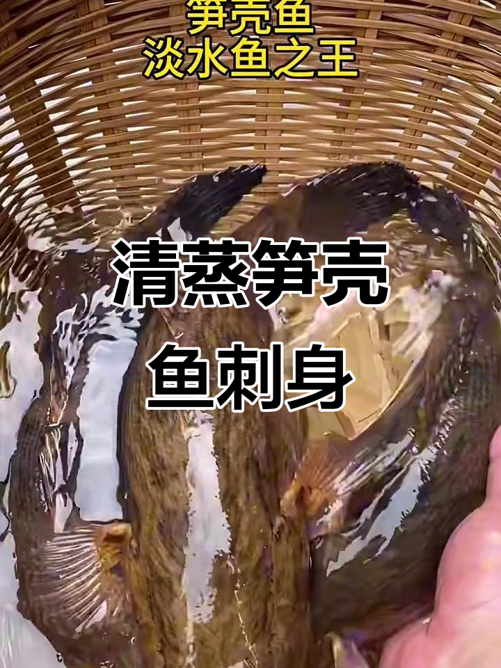 水中珍品笋壳鱼,清蒸刺身鲜美无比
